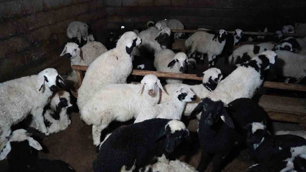 Erzincan'da Son Kuzular Üreticileri Sevindiriyor