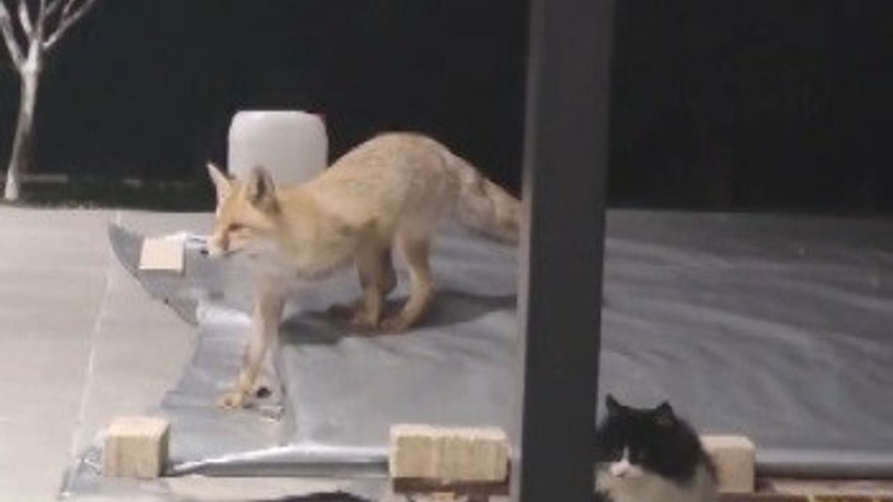 Erzincan'da Tilki ve Kediler Arasındaki İlginç Müdahale