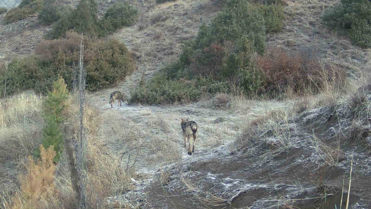 Erzurum'da Yaban Hayatı Fotokapanlarla Görüntülendi