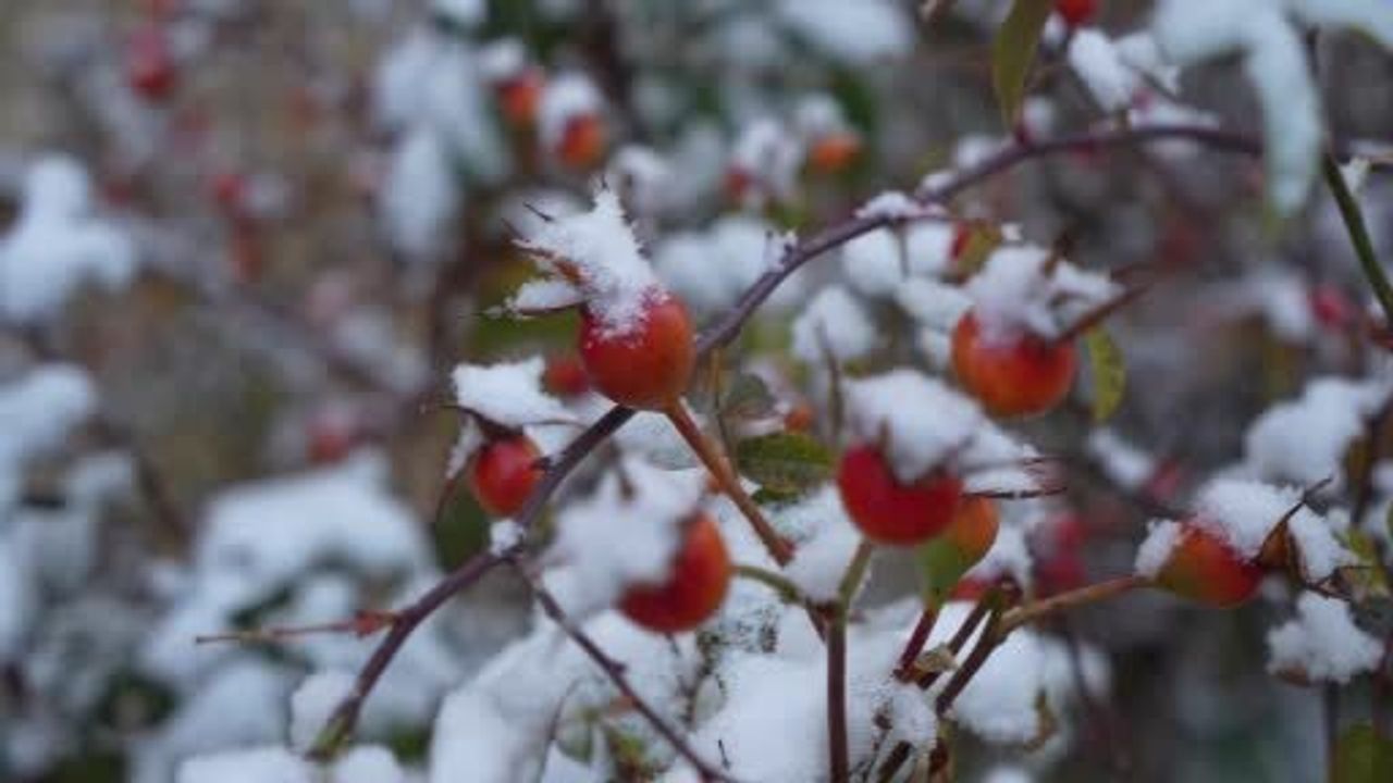 Erzurum'un Karla Kaplı Güzelliği