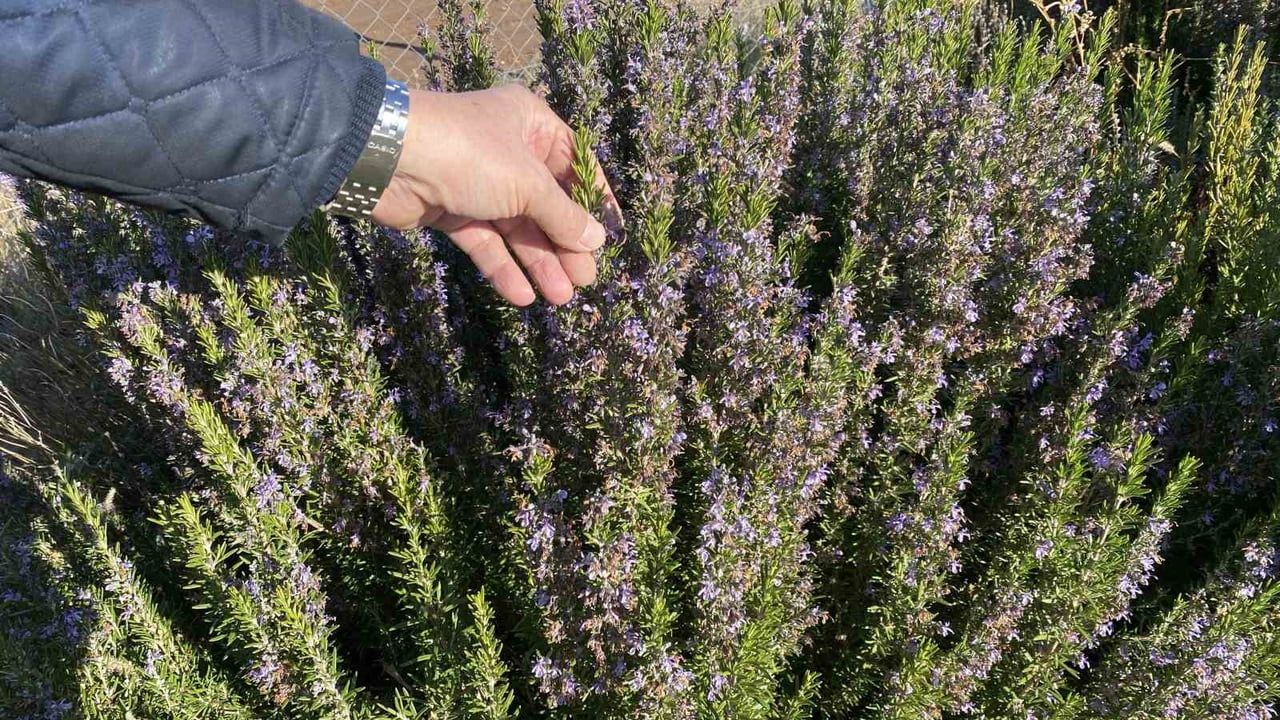 Eskişehir'de 10 Yıllık Çalışmanın Ardından Biberiye Üretimi Başladı