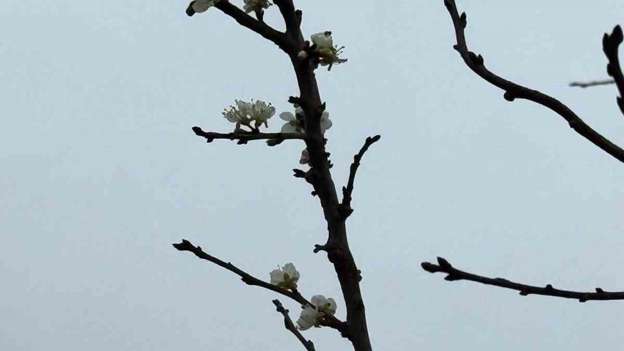 Eskişehir'de Aralık'ta Çiçek Açan Kayısı Ağacı