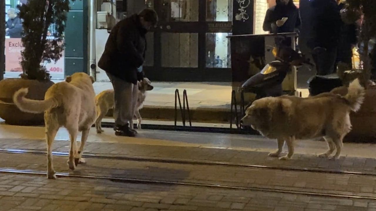 Eskişehir'de Sokak Köpekleriyle Yüz Yüze Gelen Hayvan Sahibi Tedirgin Oldu