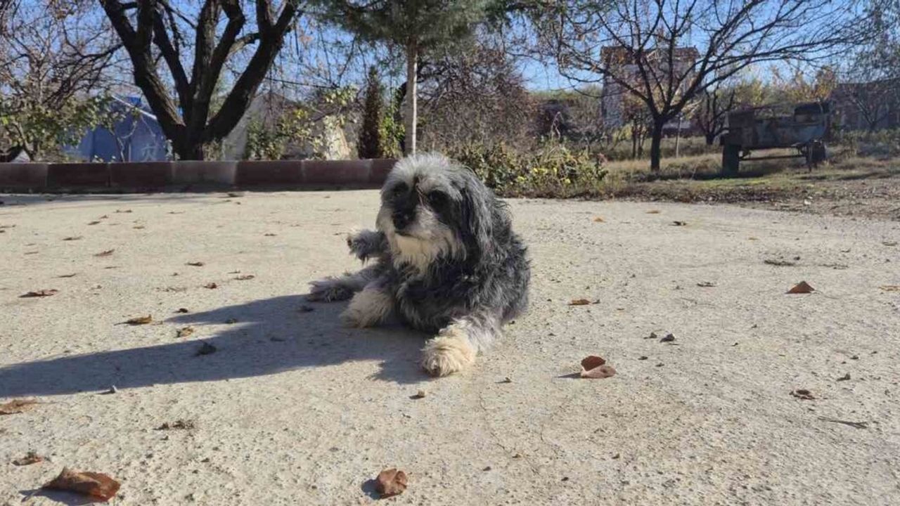 Evcil Hayvan Aşıları ve Psikolojik Faydaları