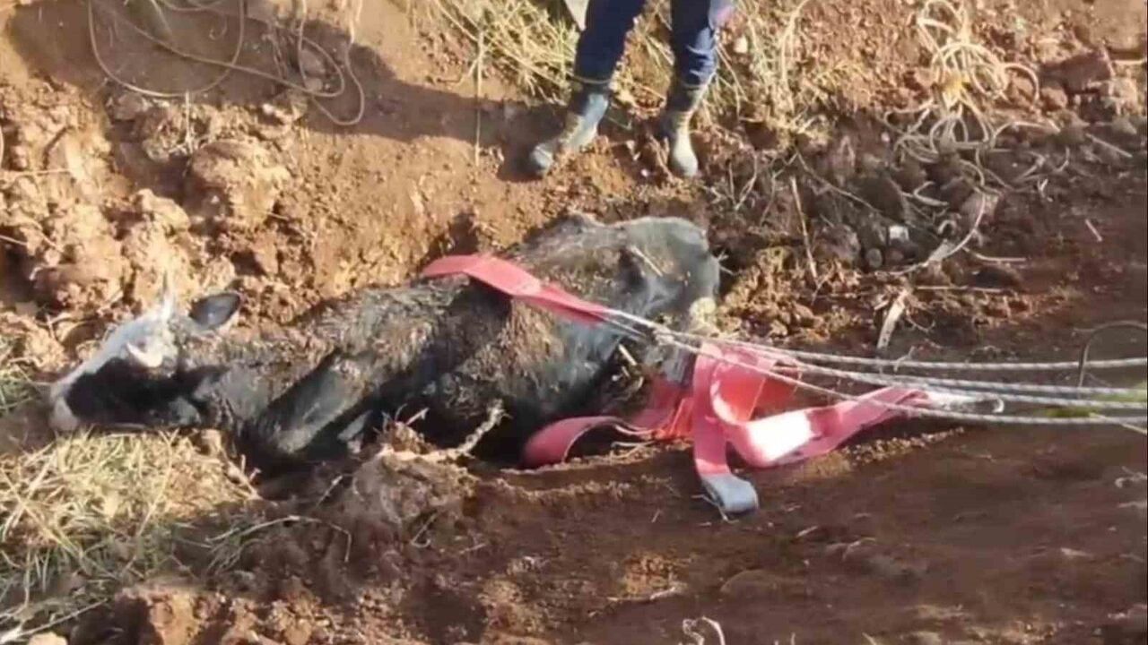 Eyyübiye'de Tahliye Kanalına Düşen İnek Kurtarıldı