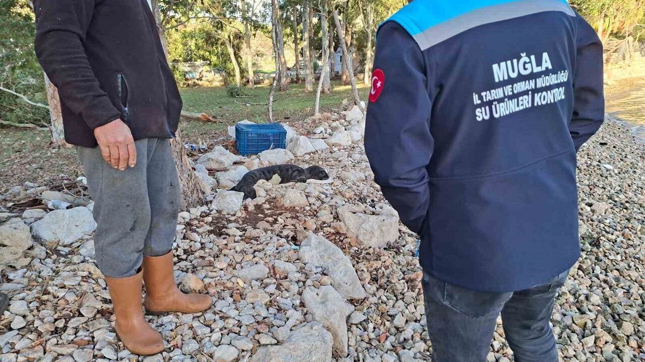 Fırtına Sonrası Kurtarılan Yavru Akdeniz Foku Yetkililere Teslim Edildi