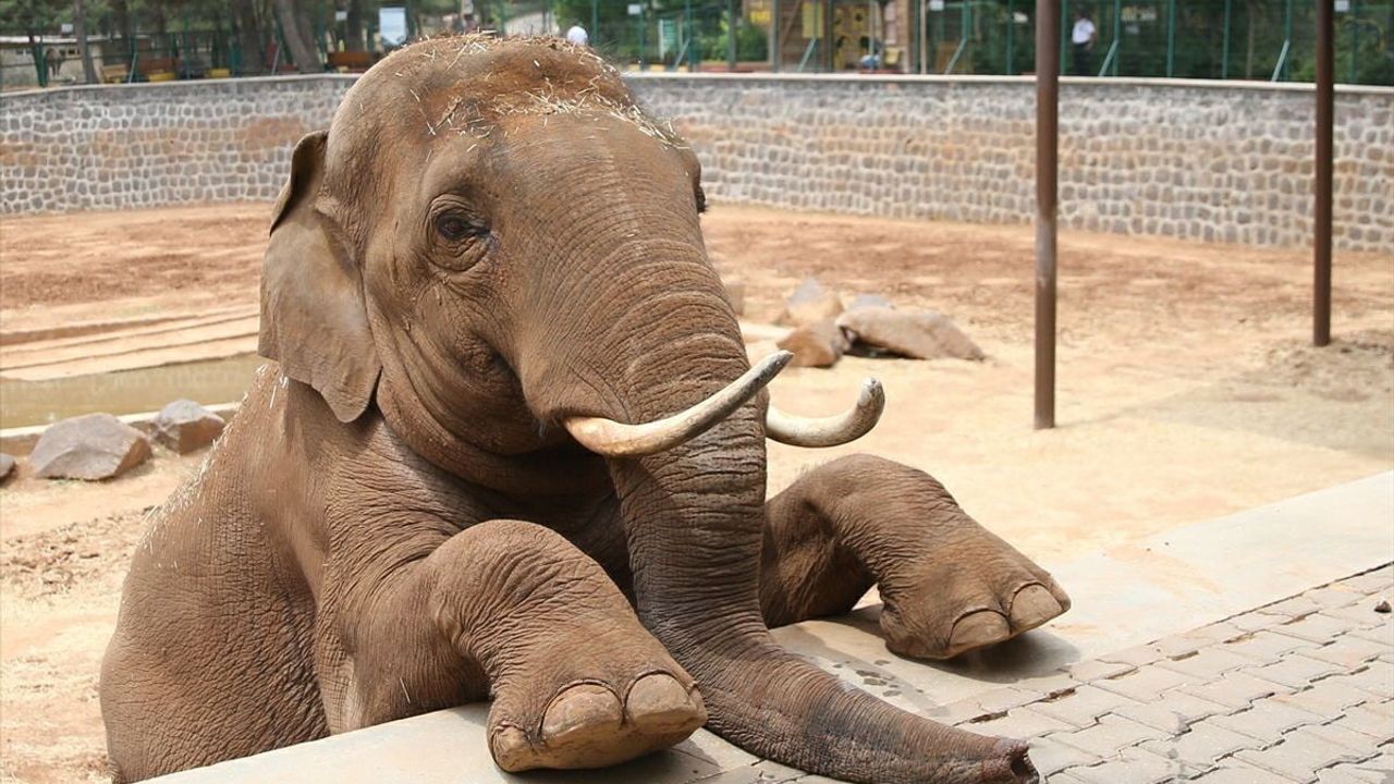 Gabi'nin Sağlığı Hakkında Yanlış Bilgiler Aydınlatıldı