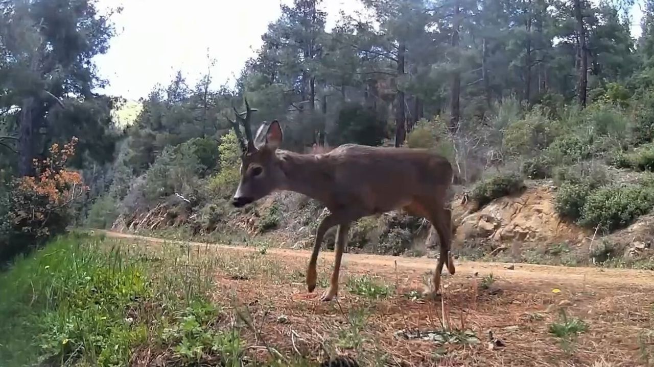 Ganos Dağları'nda Yaban Hayatı Gözlemlendi