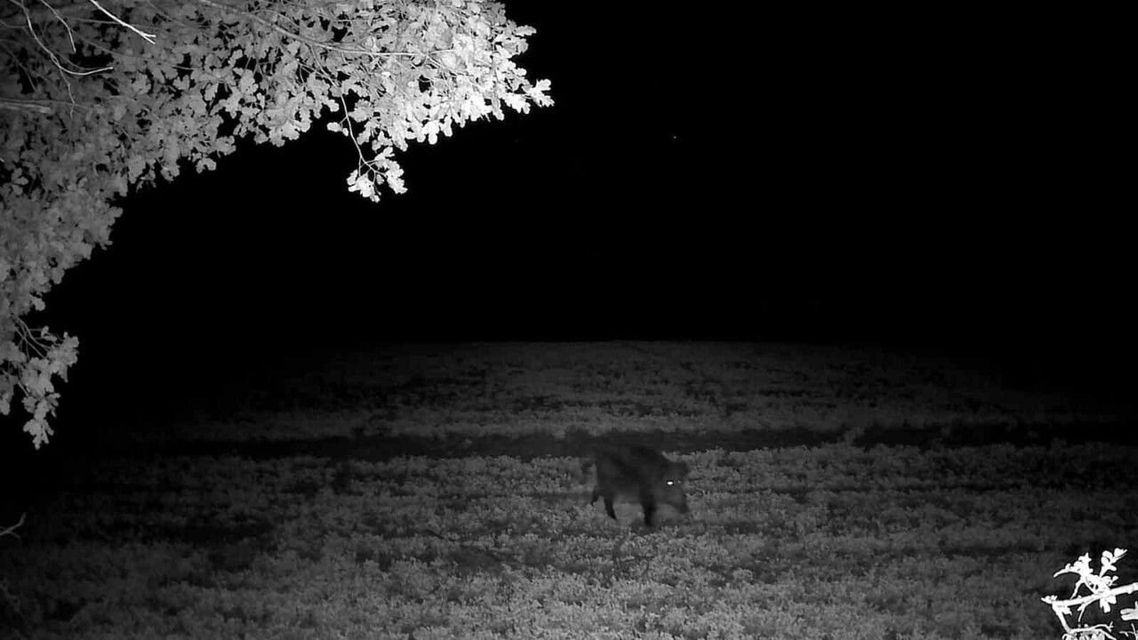 Ganos Ormanları'nda Yaban Domuzları Görüntülendi