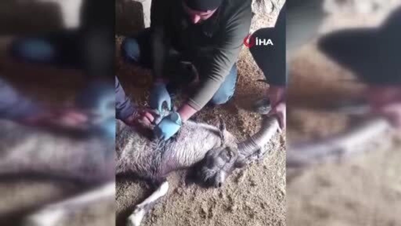 Garip İsimli Dağ Keçisi Tedavi Edilip Doğaya Salındı