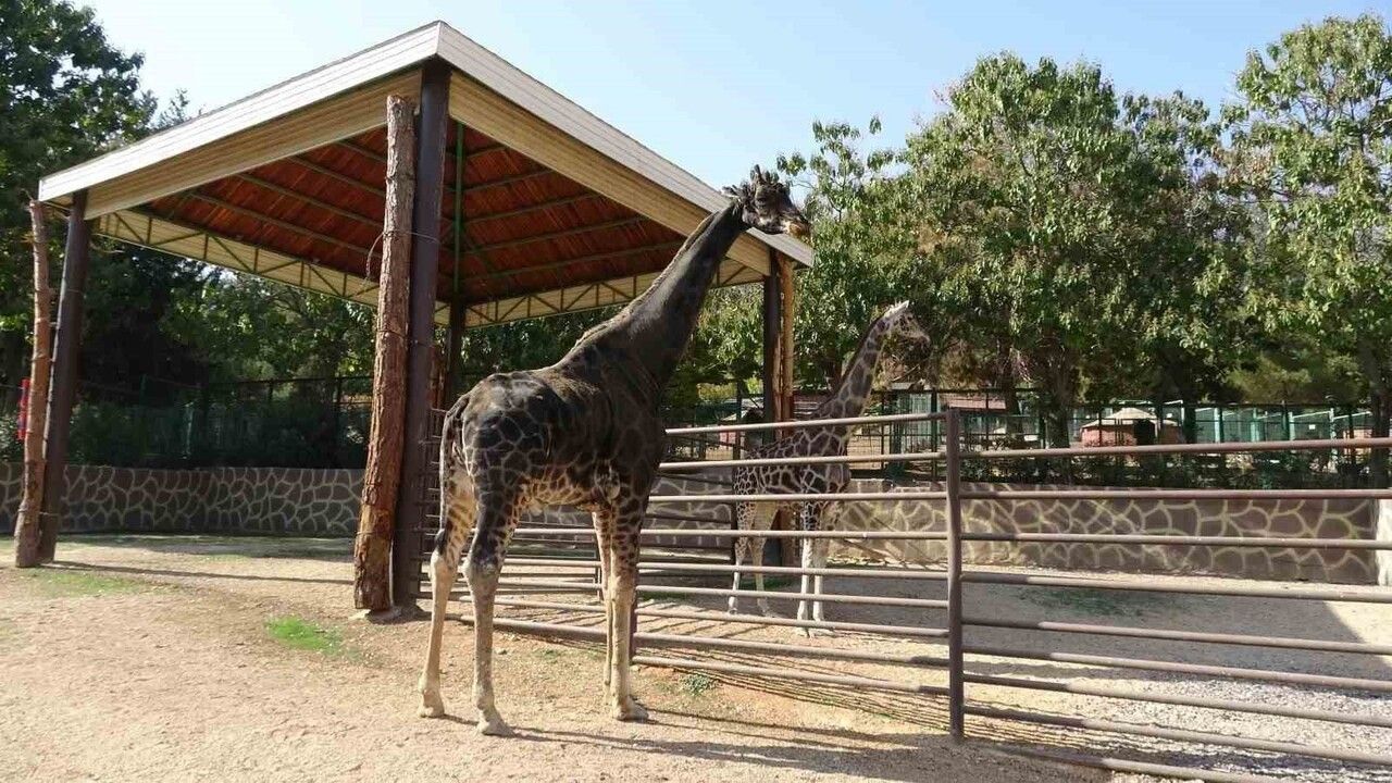 Gaziantep Doğal Yaşam Parkı’nın Maskotu Zürafa Hayatını Kaybetti
