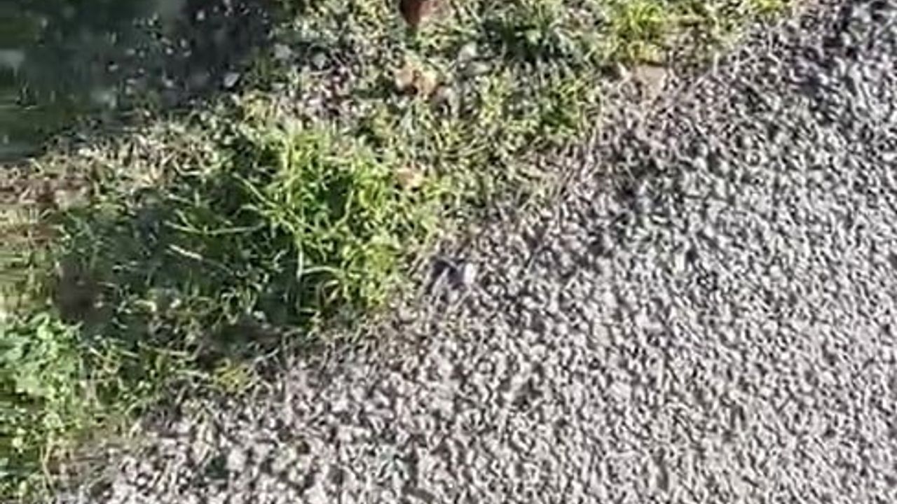 Gelibolu Yarımadası'nın Maskotu: Alışkanlık Geliştiren Tilki