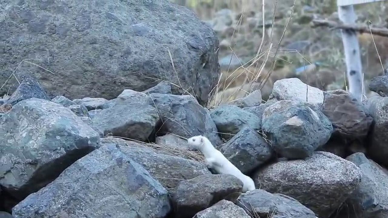 Gelinciklerin Kış Şıklığı: Yeni Bir Yaşam Alanı