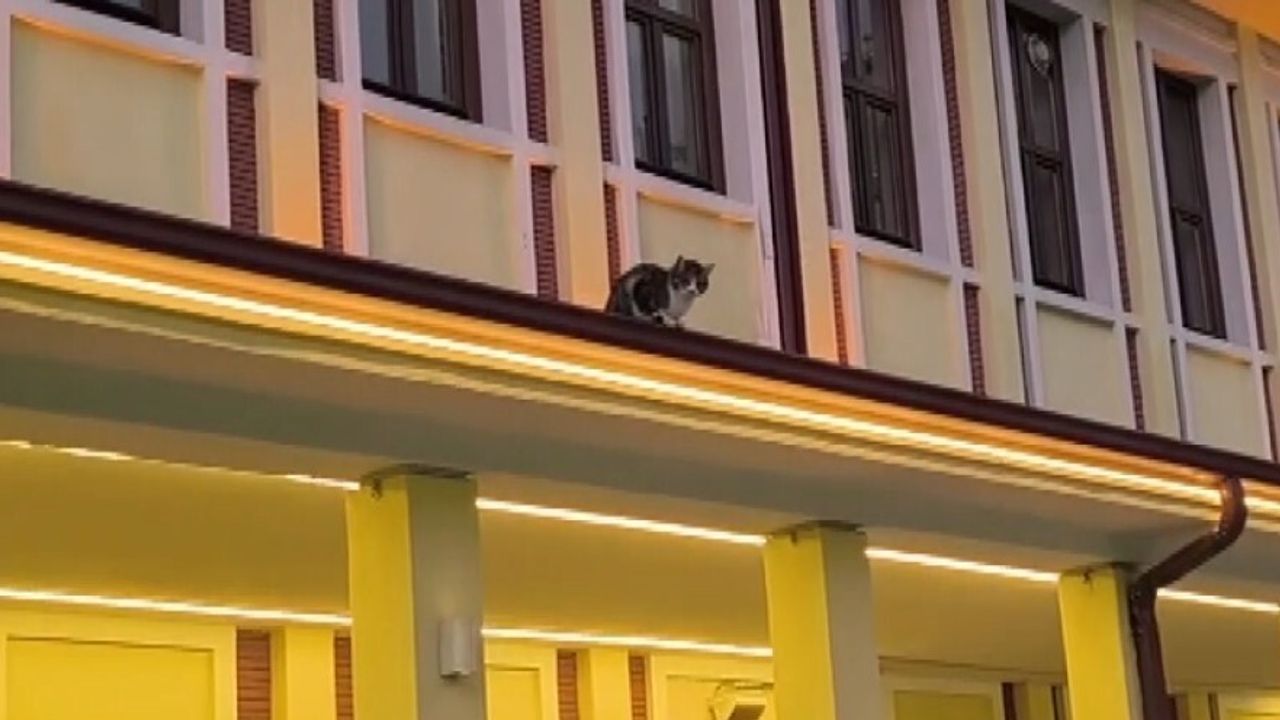 Gençlerin Kedi Kurtarma Çabası Başarısızlıkla Sonuçlandı