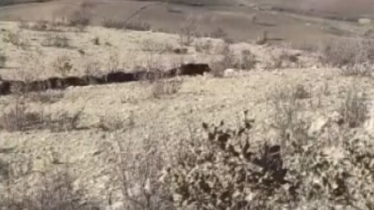Gercüş'te Çiftçilerin Domuz Endişesi