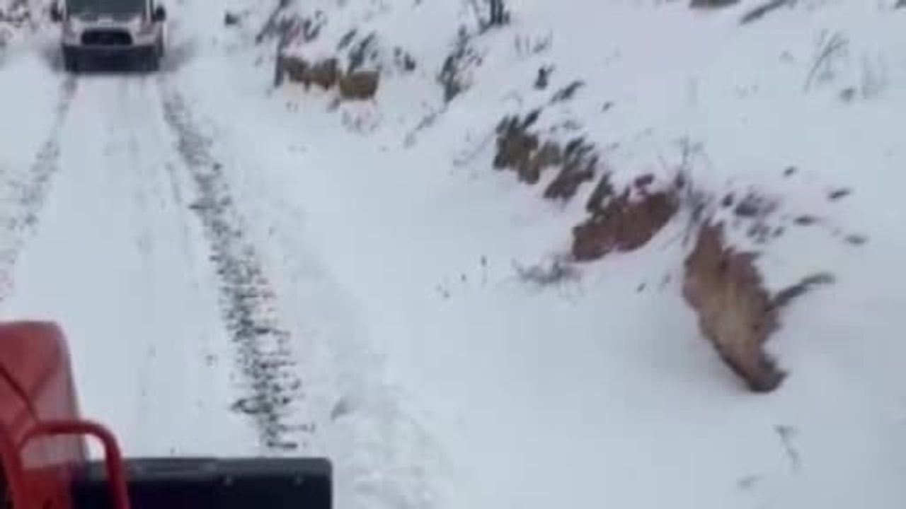 Gercüş'te Karla Mücadelede Önemli Kurtarma Başarıları