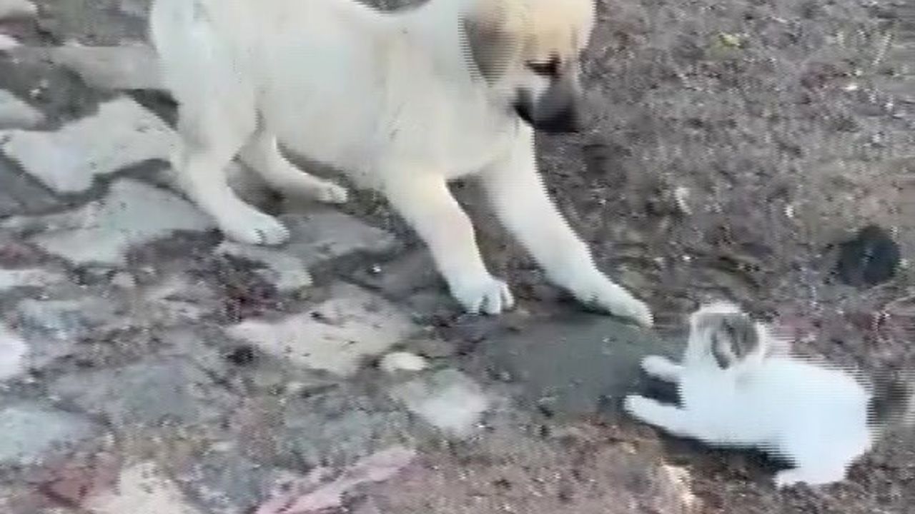 Gercüş'te Yavru Kedi ve Yavru Köpek Arasındaki Sevimli Kavga