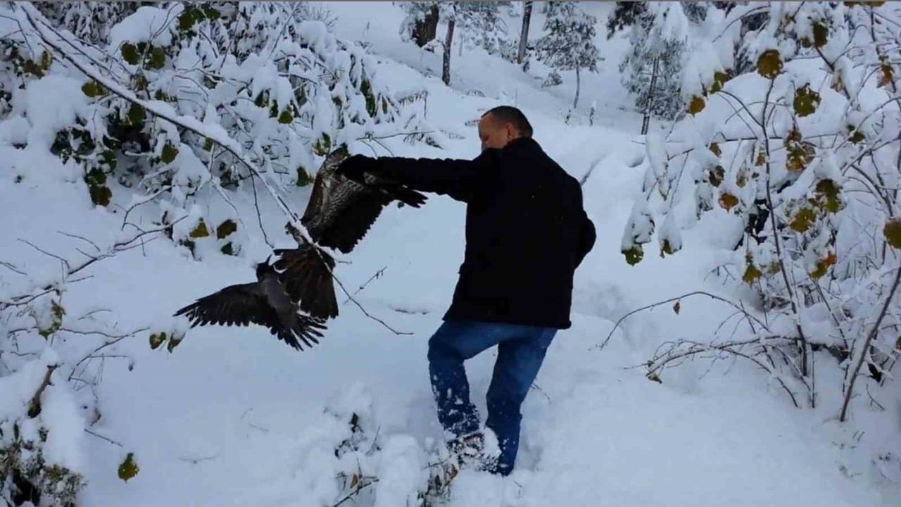Giresun'da Doğal Yaşam Dramı: Karga ve Atmaca Kurtarma Olayı