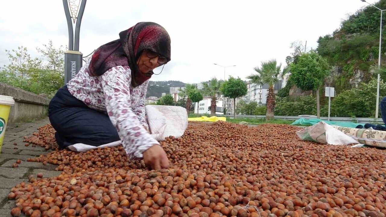 Giresun'da Fındık Fiyatları Düşüşte