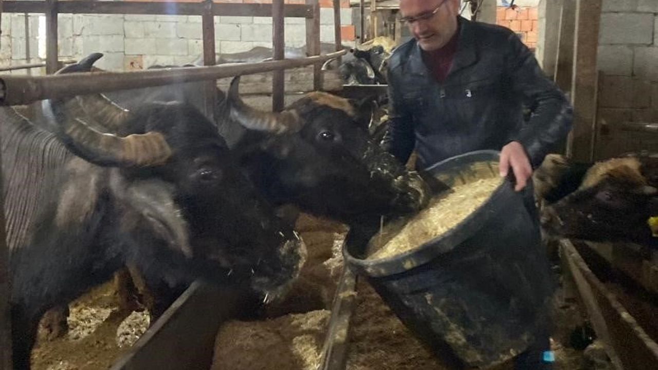 Giresun'da Manda İşletmelerine Destek Ödemesi Yapıldı