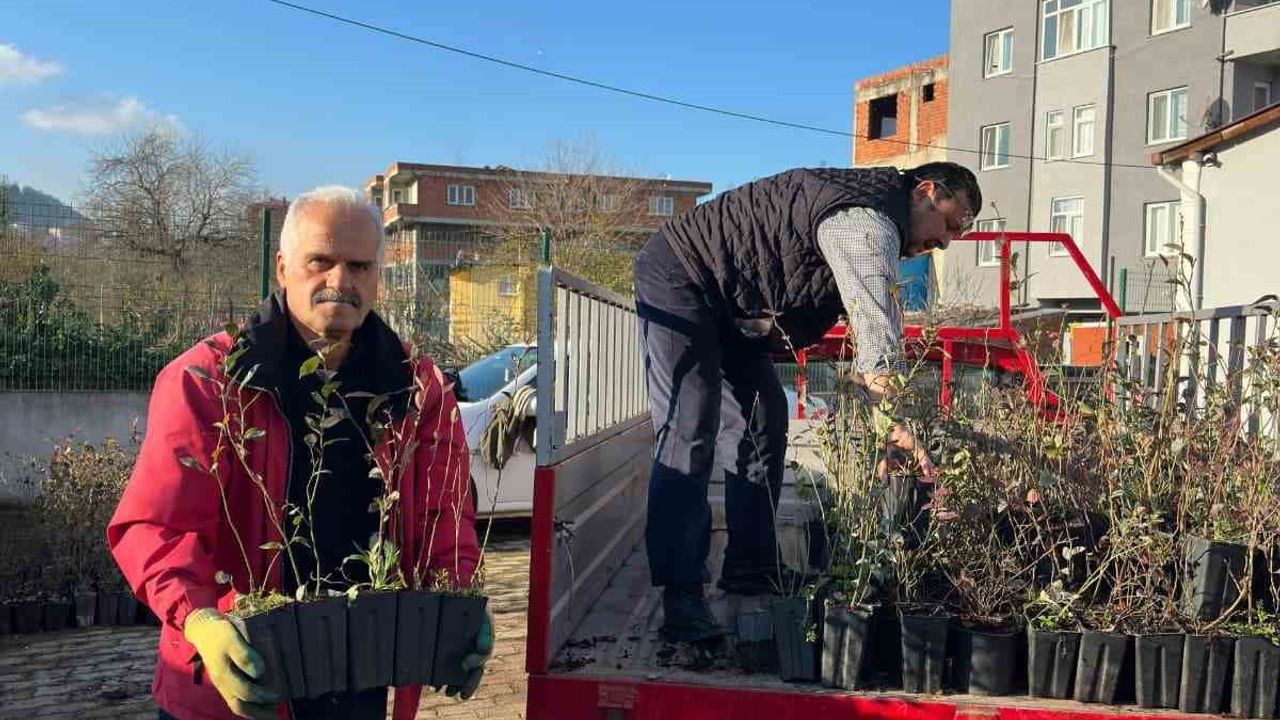 Giresun'da Mavi Yemiş Yetiştiriciliği Destekleniyor