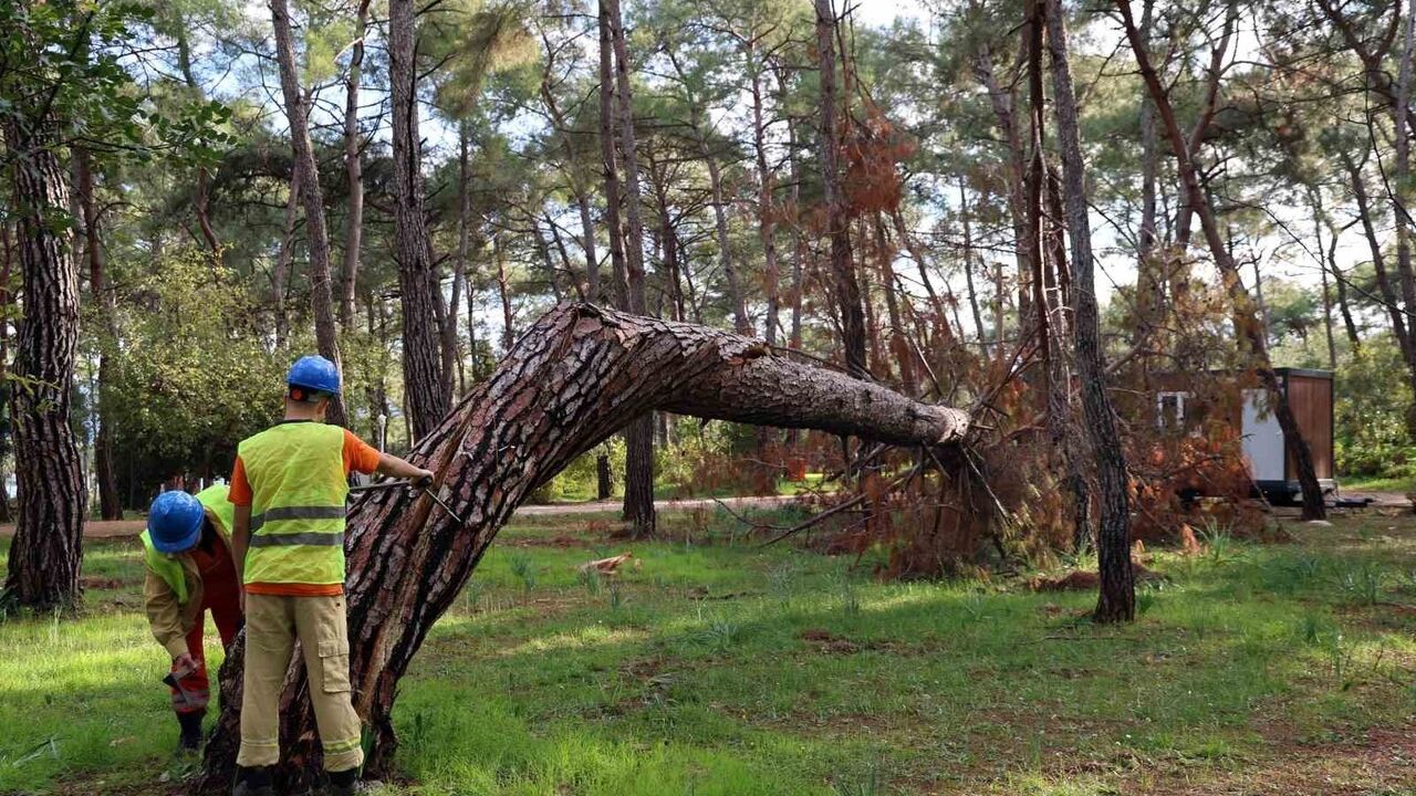 Gökova Orman Parkı'nda Tehlikeli Ağaçların Tespiti ve Kesimi Yapılıyor