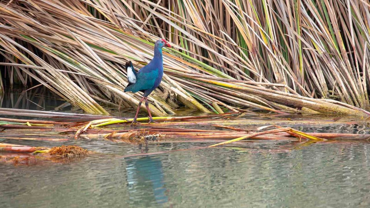 Göksu Deltası'nda Tehlike Altındaki Saz Horozu Görüntülendi