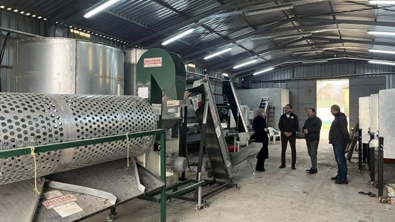 Gölpazarı'nda Ceviz Üretimi Güçleniyor