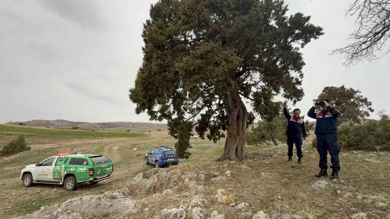 Günçalı Köyü'nde 508 Yaşında Ardıç Ağacı Tescil Bekliyor