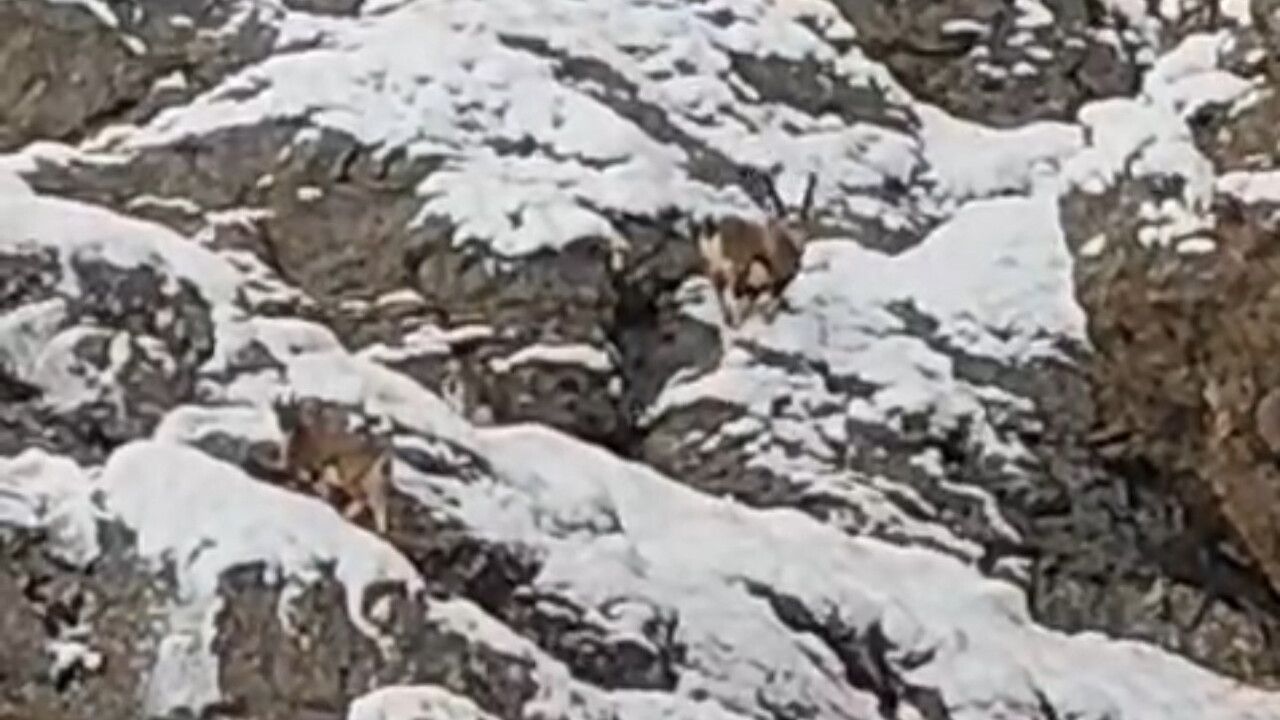 Güzeldere'de Dağ Keçileri Görüntülendi