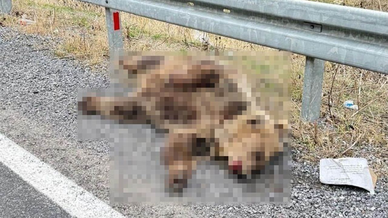 Hakkari'de Ayı Araç Çarpması Sonucu Hayatını Kaybetti