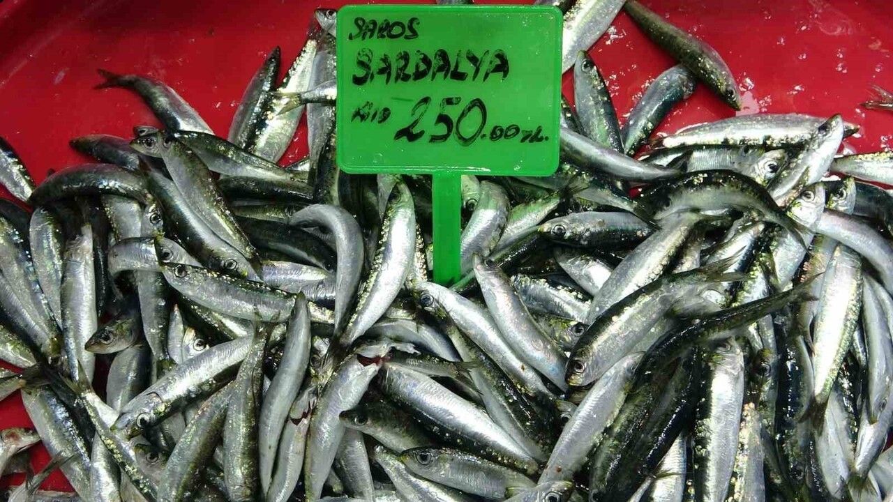 Hamsi Bolluğu ve Av Baskısı: Balıkçılıkta Sürdürülebilirlik Tehdidi