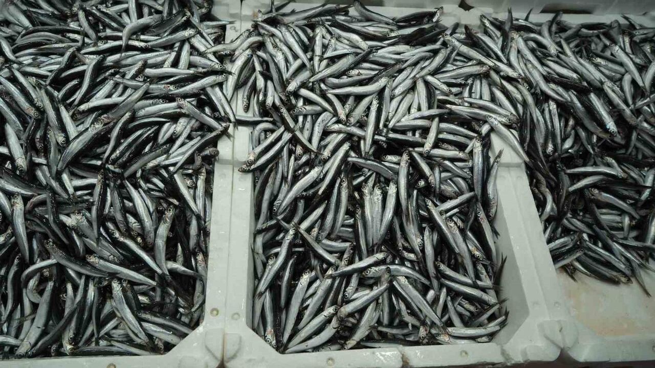 Hamsi Fiyatlarında Artış: Artık 200 TL