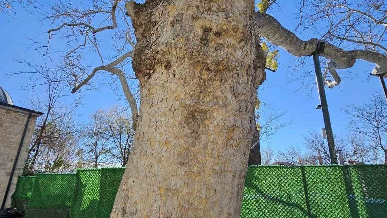 Harput'un Tarihi Çınarı: 300 Yıllık Bir Miras