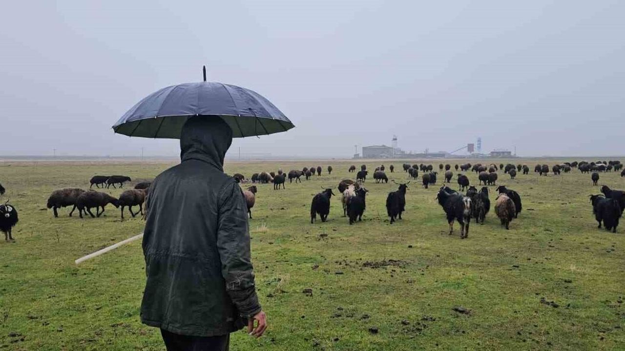 Hasköy'de Mevsim Normalleri Üstündeki Sıcaklık Besicileri Sevindiriyor