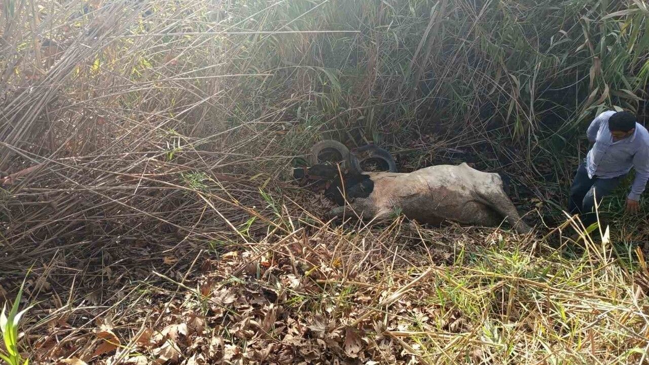 Hatay'da Dereye Düşen İnek Kurtarıldı
