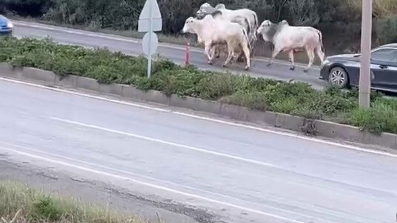 Hatay'da Firari Anguslar Uyuşturucu İğneyle Yakalandı