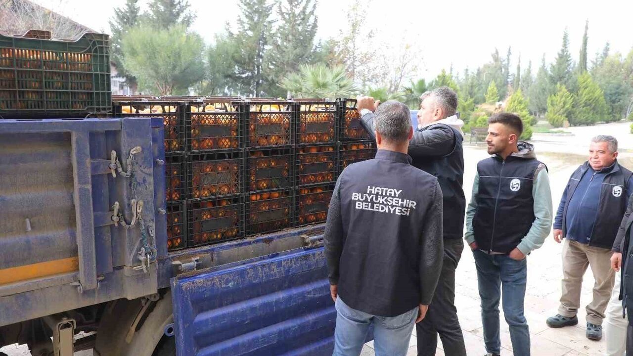 Hatay'da Mandalina Bereketi: 320 Ton Ürün Vatandaşlara Ücretsiz Dağıtıldı