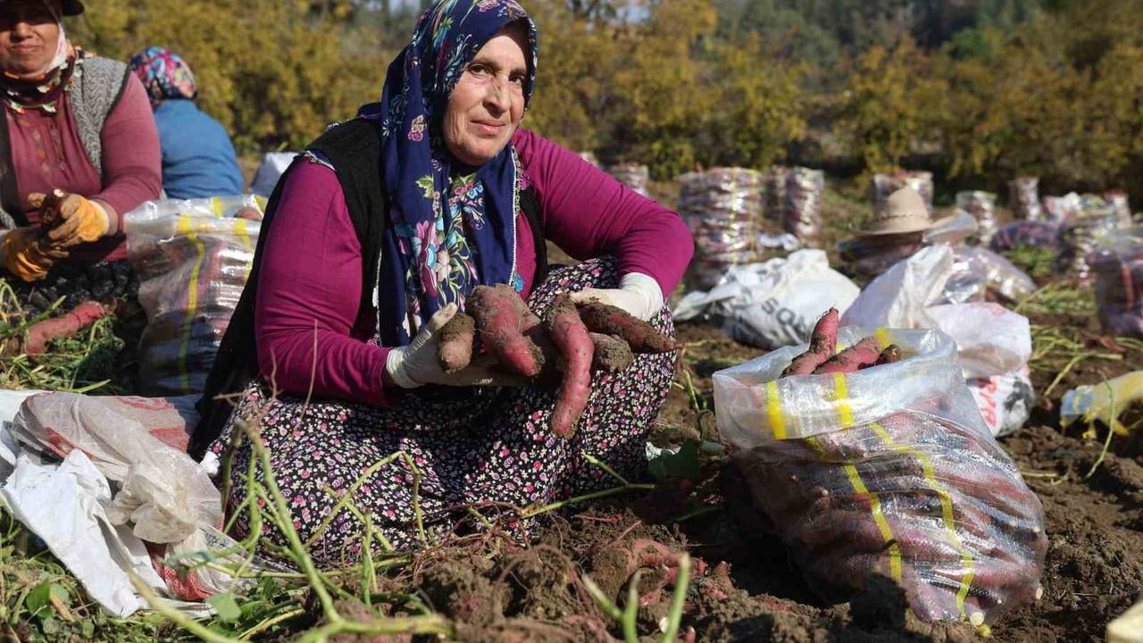Hatay'da Tatlı Patates Hasadında Verim Düşüşü