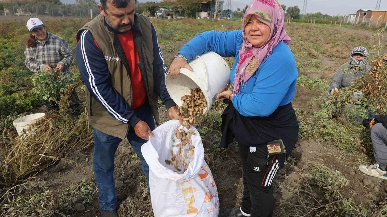 Hatay'da Yer Fıstığı Hasadı Başladı
