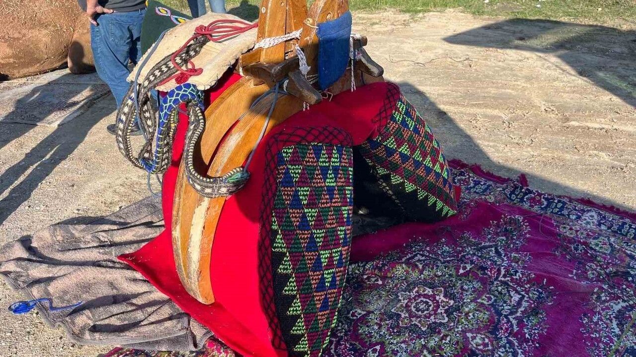 Havudu Dualarla Kuşanan İhramcı Deve