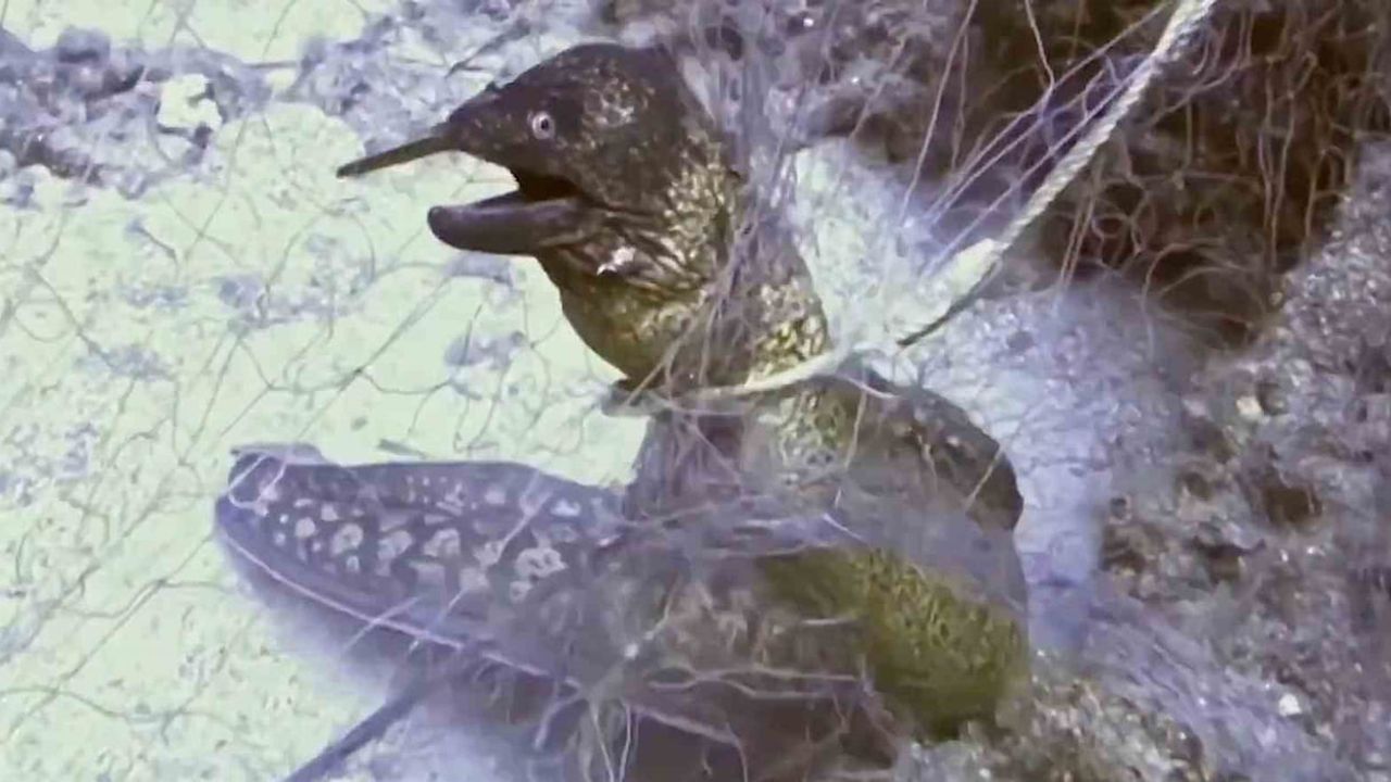 Hayalet Ağlarla Mücadelede Rekor Tarama