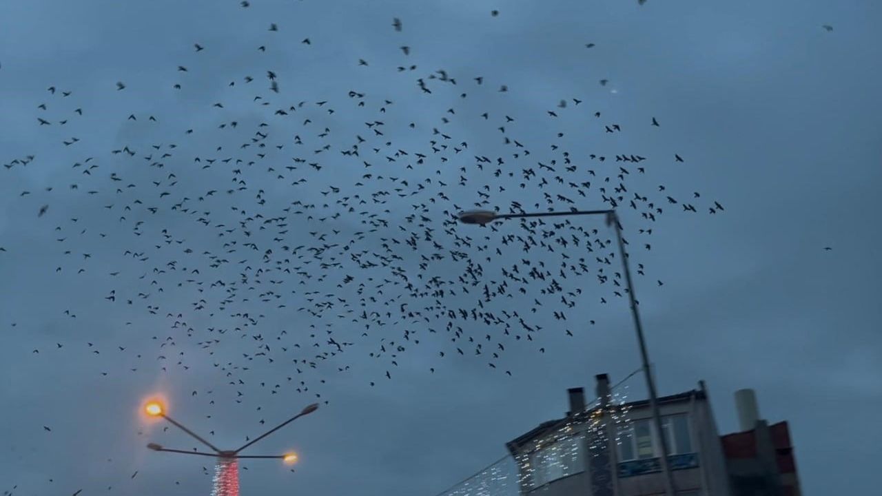 Hayrabolu'da Kargalarla Görsel Şölen