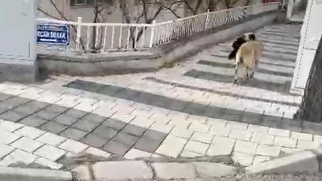 Hırsız Köpek Poğaça ile Havluyu Takas Etti