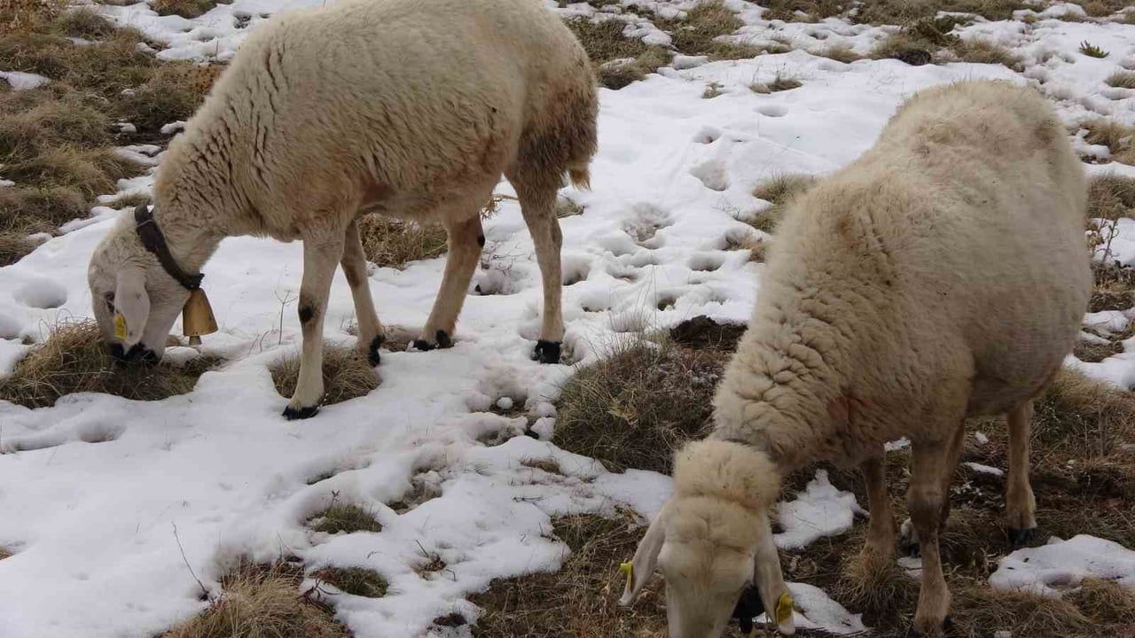 İbrahim Tamer: Hayvancılıkla Sıfırdan Zirveye