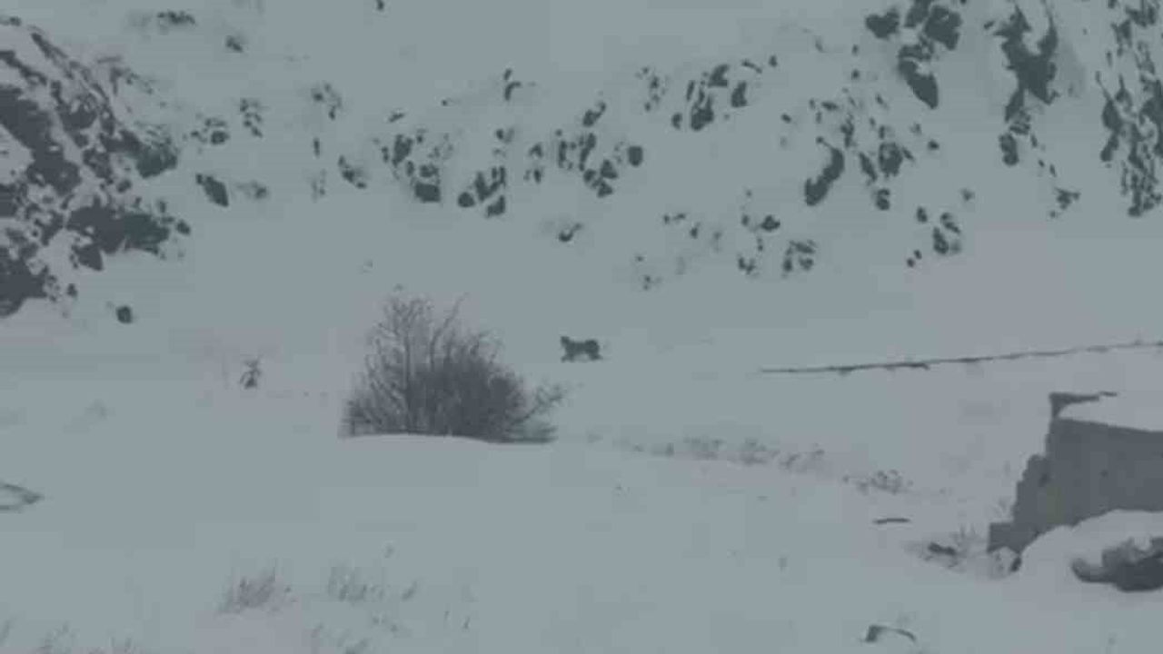 Iğdır'da Vaşakların Köye İnişi