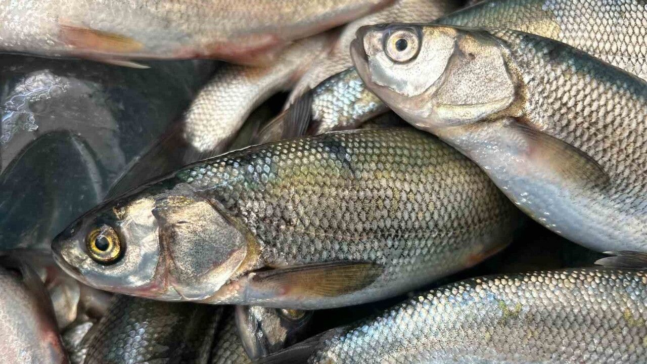 İklim Değişikliği İnci Kefalini Tehdit Ediyor