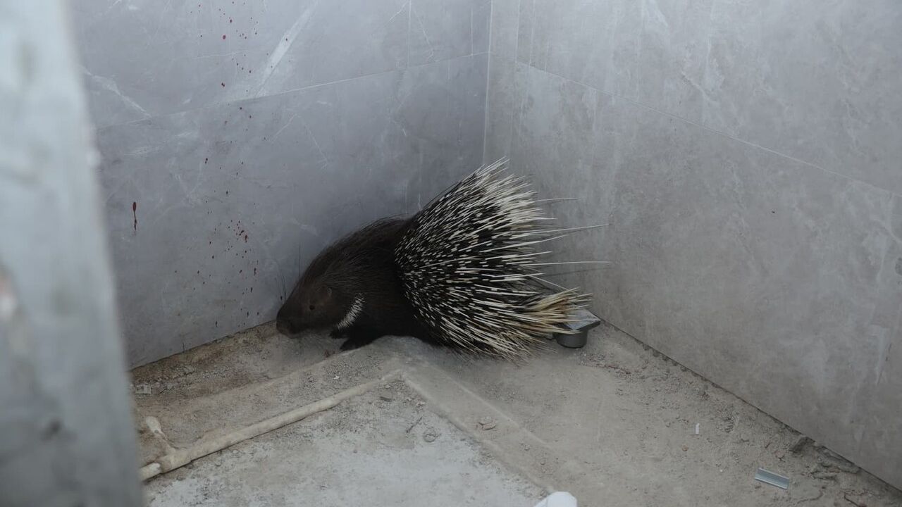 İncirliova'da Oklu Kirpi Kurtarıldı