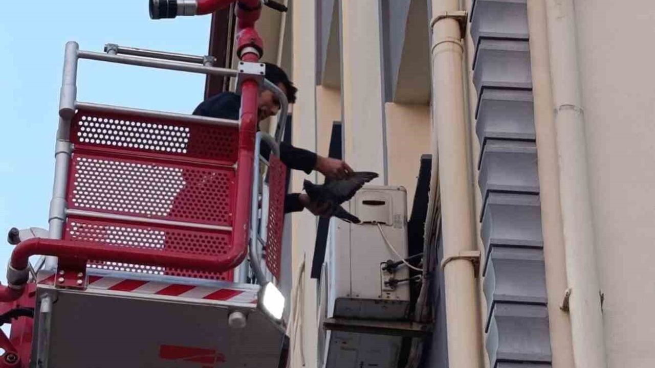 İskenderun'da Mahsur Kalan Kuş İtfaiye Tarafından Kurtarıldı