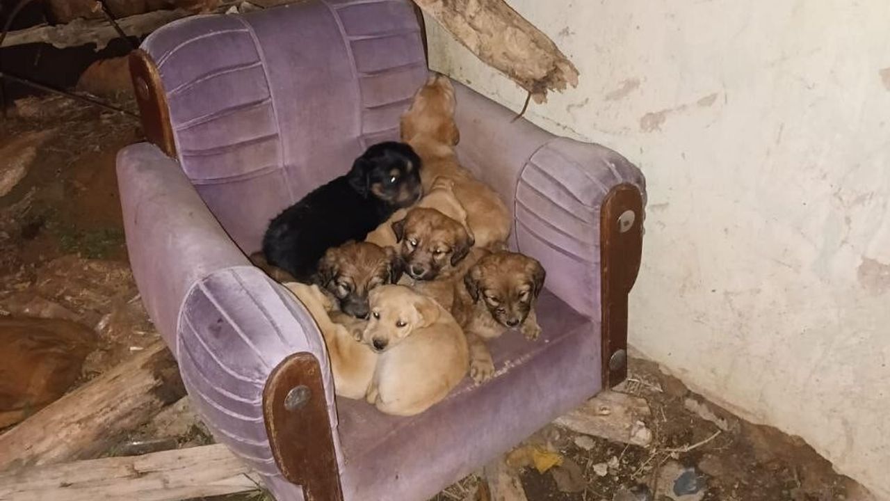 Isparta'da Köpek Ölümleri Üzerine İnceleme Başlatıldı